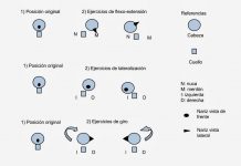 ¿Hasta cuándo usar el collarín blando? ejercicios de cuello. Collarín