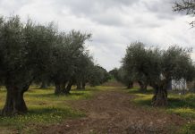 ¿Qué es la felicidad? camino de felicidad
