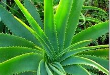 Plantas medicinales, usos y contraindicaciones aloe vera- plantas medicinales