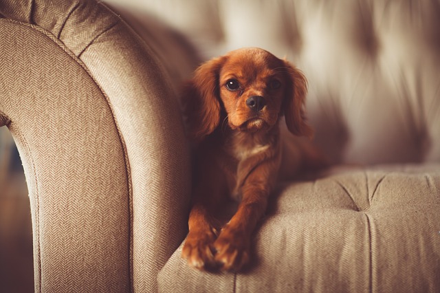 Cachorro de perro acostado sobre sofá