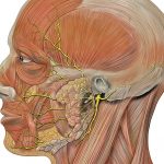 Nervio facial, parálisis facial