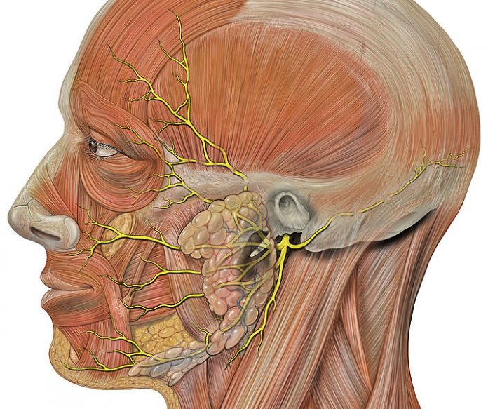 Nervio facial Nervio facial