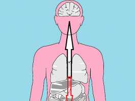 Diarrea funcional, síndrome del intestino irritable
