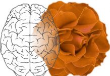 Sugestopedia: Las capacidades del ser humano son ilimitadas sugestopedia