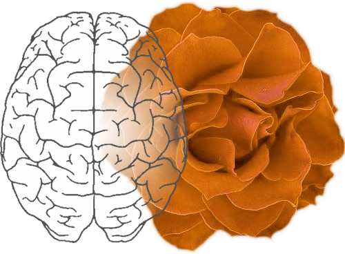 Sugestopedia: Las capacidades del ser humano son ilimitadas sugestopedia