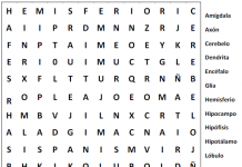 Sopa de letras sobre el cerebro sopa de letras cerebro humano