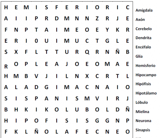 sopa de letras cerebro humano