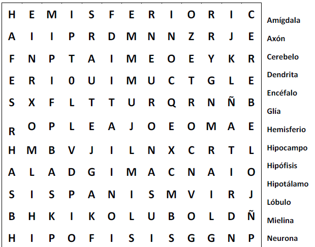 sopa de letras cerebro humano