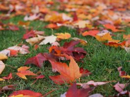 depresión otoñal, trastorno afectivo estacional