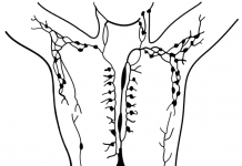 ¿Qué es el Drenaje Linfático Manual? sistema linfático