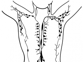 ¿Qué es el Drenaje Linfático Manual? sistema linfático