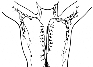 sistema linfático