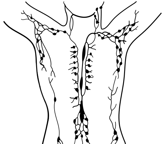 ¿Qué es el Drenaje Linfático Manual? sistema linfático